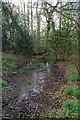 TL9727 : Damp Patch in Westhouse Wood by Glyn Baker