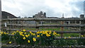 Daffodils in Gladestry