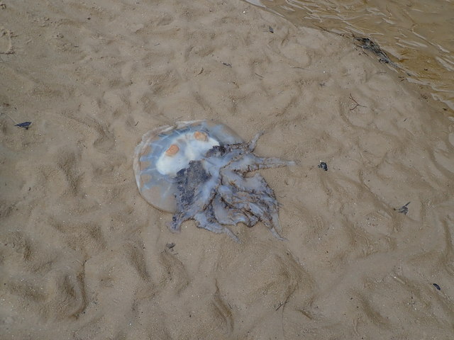 Stranded jellyfish