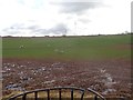 Power lines and sheep