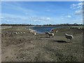 Sheep grazing by Nosterfield Quarry