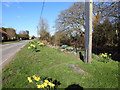 Daffodils on the verge beside the pond in Calthorpe Street