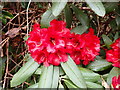 Red, red rhodo