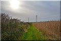 Taunton Deane : Crop Field