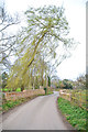 Taunton Deane : Langford Lane