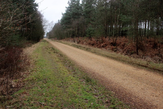 Track Through Hurn Forest