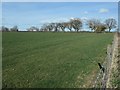 Trees along field boundaries, east of Well