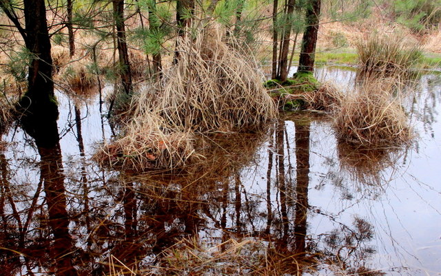 Flooded Woodland in Hurn Forest
