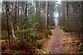 Track Through Hurn Forest (2)