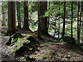 Douglas Fir by the Moniack Burn