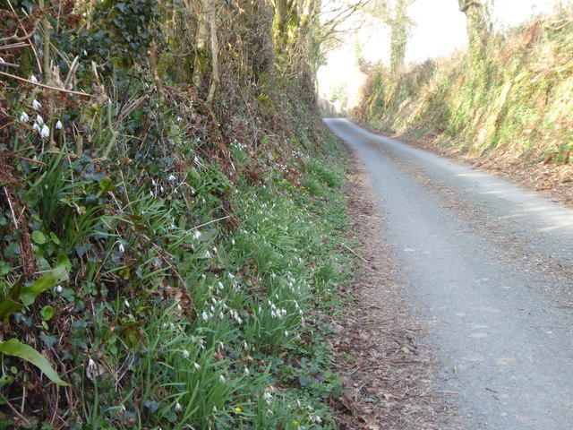 Snowdrops in the hedgerow at Trenthorne