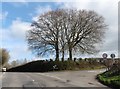 Beech trees on Lyme Road