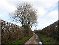 Lane on Seaborough Hill