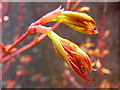 SO7119 : Acer palmatum 'Sangu Kaku' by Jonathan Billinger
