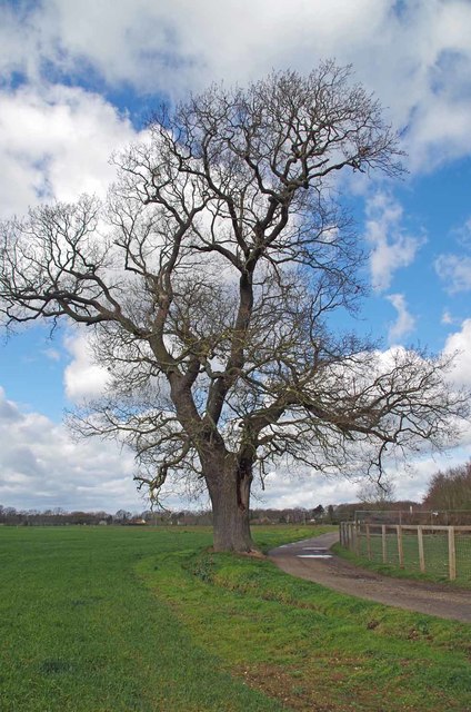 Major Oak by Brickwall Farm © Glyn Baker cc-by-sa/2.0 :: Geograph ...