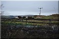 Sheep and Daffodils