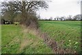 Primroses Near Daisy Green Lane