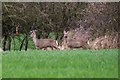 Deer Near Chippett