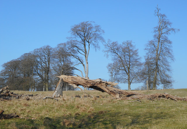 Part of Tottenham Park © Des Blenkinsopp cc-by-sa/2.0 :: Geograph ...