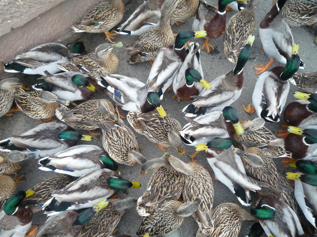 theme park tycoon 2 mega duck invasion