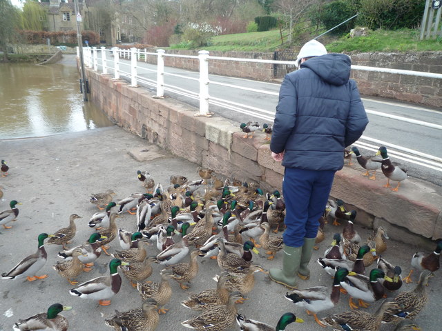 Duck Invasion at Arley