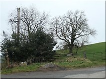 SE1393 : Tree in a field, north of Friar Ings by Christine Johnstone