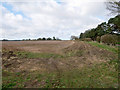 TL8099 : Hedge and headland of arable field by David Pashley