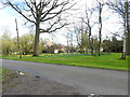 Daffodils on Scole Common