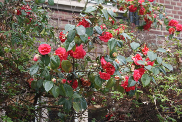 View of camellia on Upper Cheyne Row