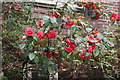 View of camellia on Upper Cheyne Row