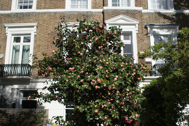 View of blossom on Margaretta Terrace
