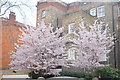 View of cherry blossom on Margaretta Terrace