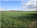 Cereal field and Casthorpe Hills