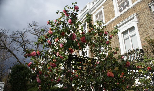 View of roses on Margaretta Terrace #3