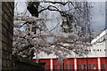 View of cherry blossom on Oakley Street