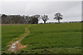 The path towards Dench Wood