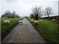 Why did the sheep cross the road ?