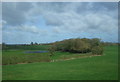 Grazing towards Poole Hook Woodland