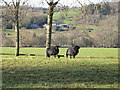 Two black sheep at Eyarth Station