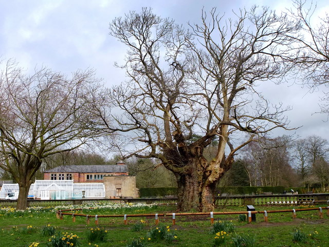 Ancient Sweet Chestnut Tree in Worden Park