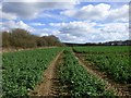 SU2653 : Farmland, Collingbourne Ducis by Andrew Smith