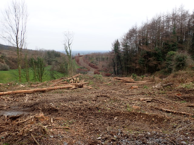 The partially cleared Glendesha Forest