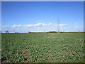 Power line and a field of oilseed rape