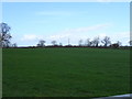 Grazing near Mossley Well Farm