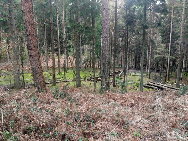 Boggy spot in Tilgate Forest © Robin Webster cc-by-sa/2.0 :: Geograph ...