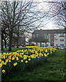 Fanshawe Road daffodils