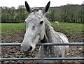 Portrait of a Horse