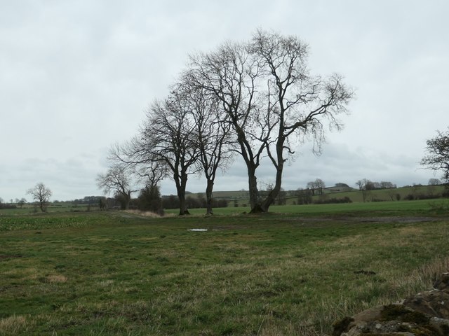 Trees on a field boundary near Mickle Mire