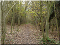 TQ2257 : Path through small wood, Walton Downs by Robin Webster