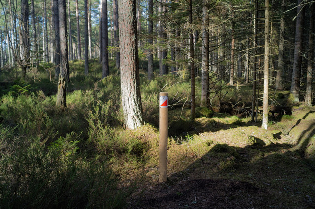Orienteering Marker Post 104, Culbokie Wood